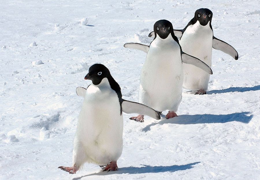 ペンギンと第一種換気システム