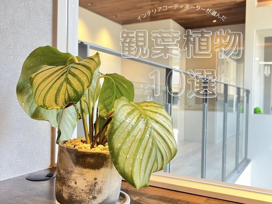 インテリアコーディネーターが選ぶ観葉植物10選★