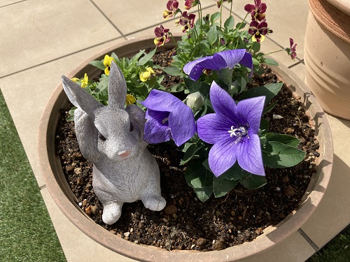 ✿季節の花✿