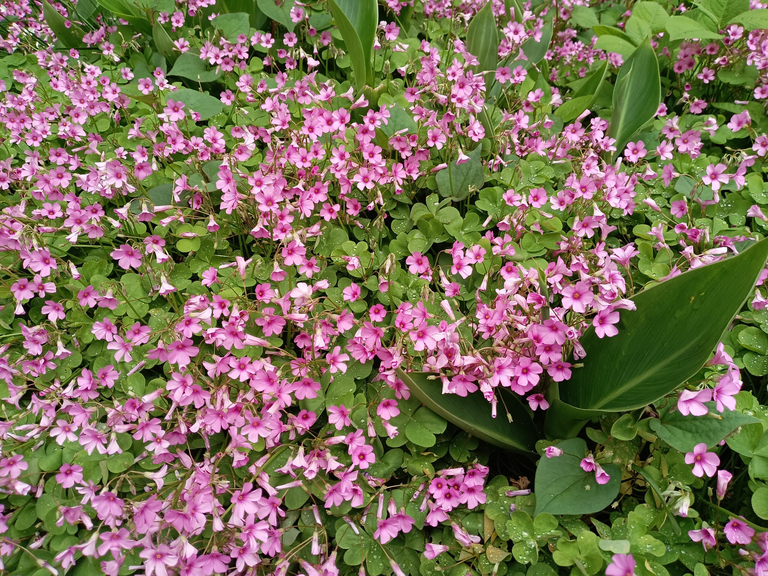 緑道散歩