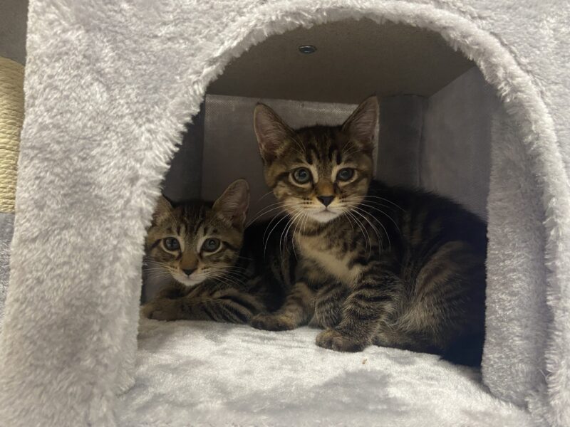 ペットと住む家
