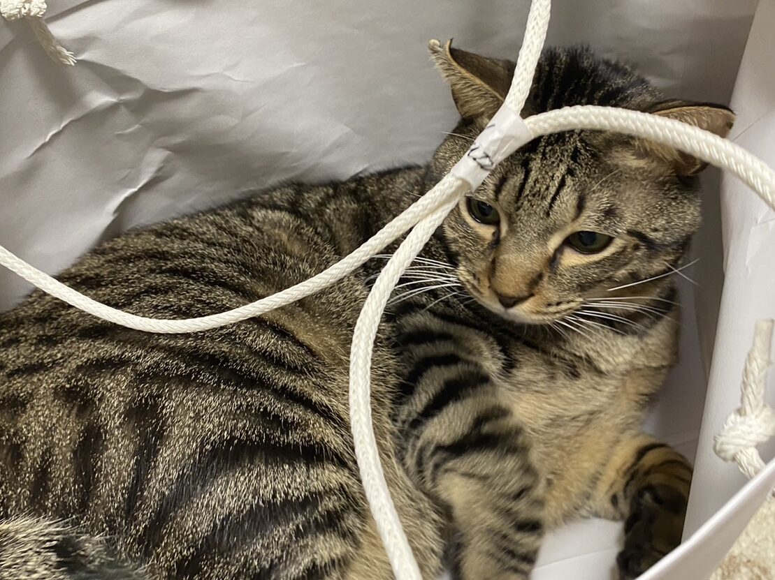 ペットと住むおうち