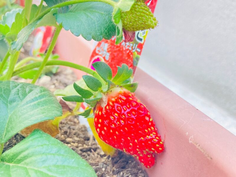 今年の家庭菜園は