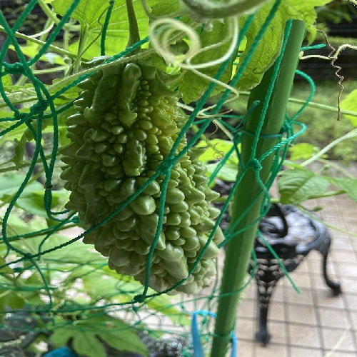 ゴーヤの行方