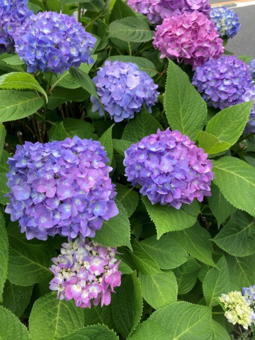 花を楽しむ生活