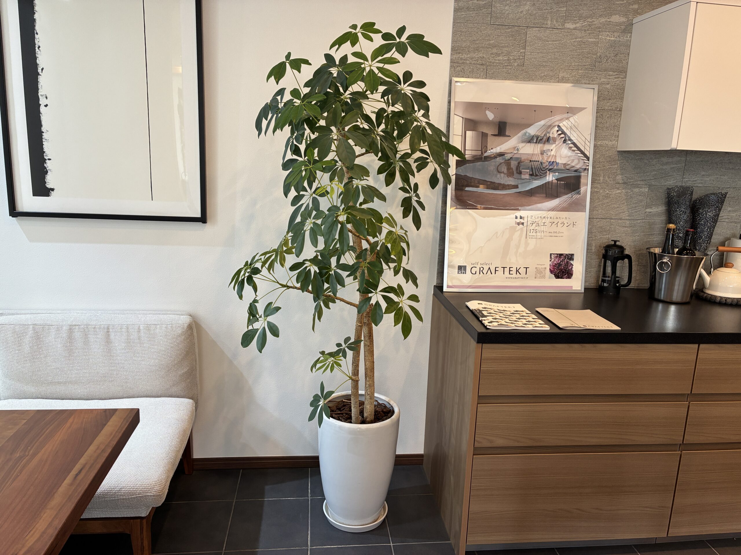 🌲観葉植物、悩み中🌲