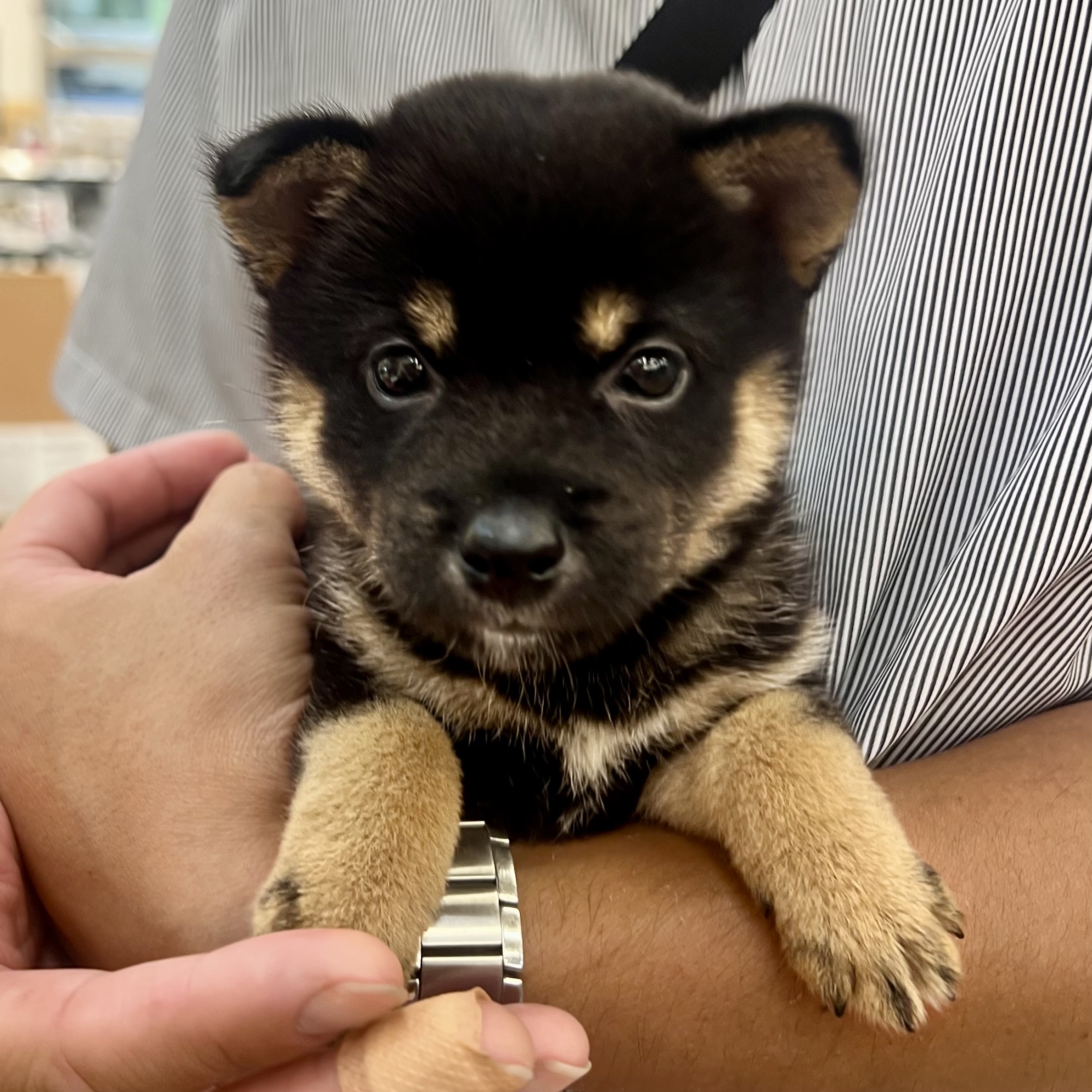 黒豆柴をお迎えすることになりました🐶