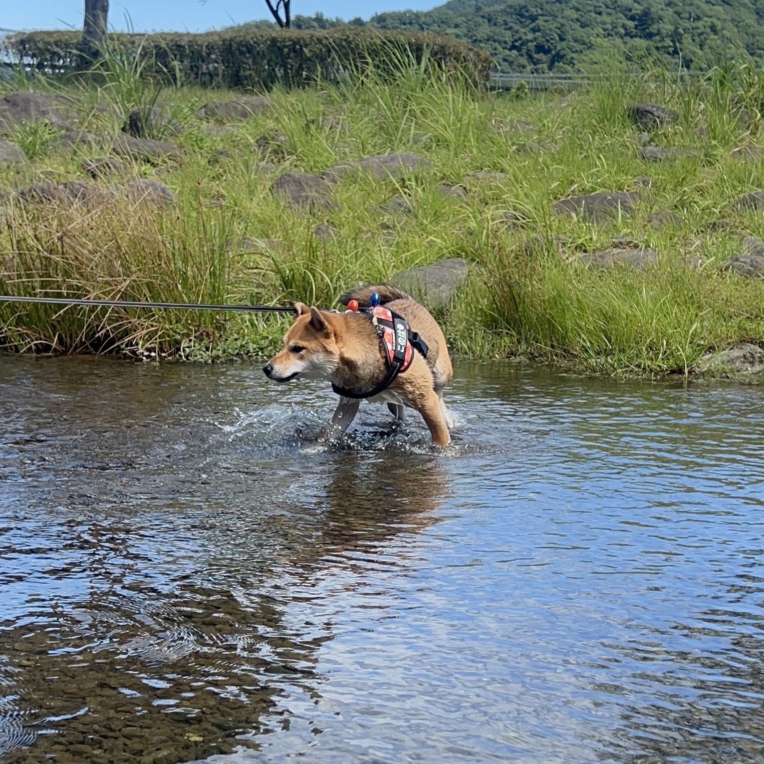 気候は夏！暦は秋！ハッピーハロウィン★