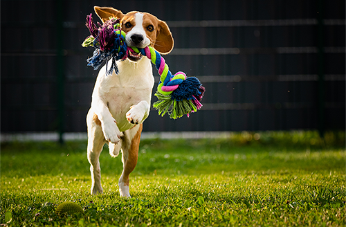 ドッグランやスポーツ練習に