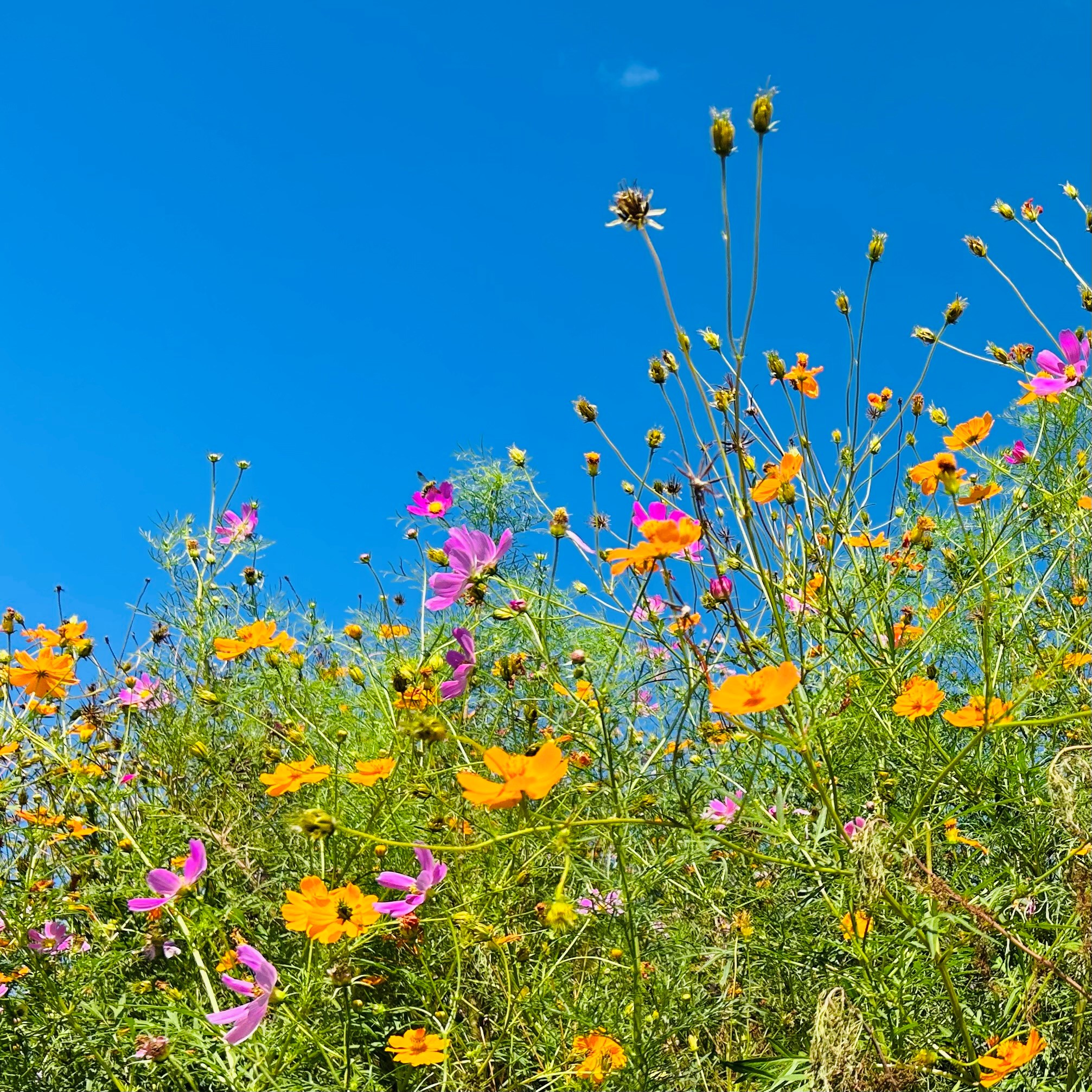 移ろいゆく季節