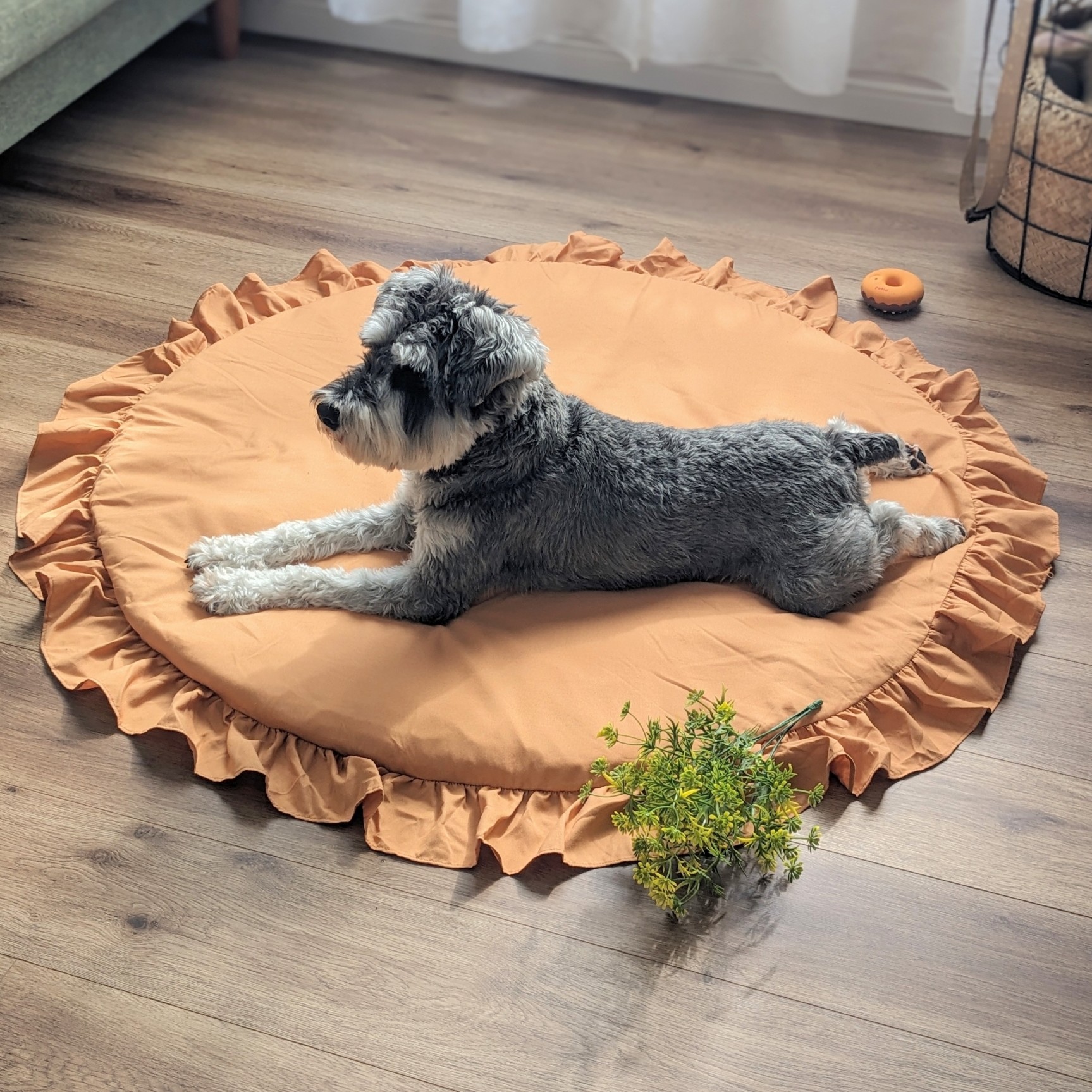 ペットと暮らす家づくりイベント🐶🏠