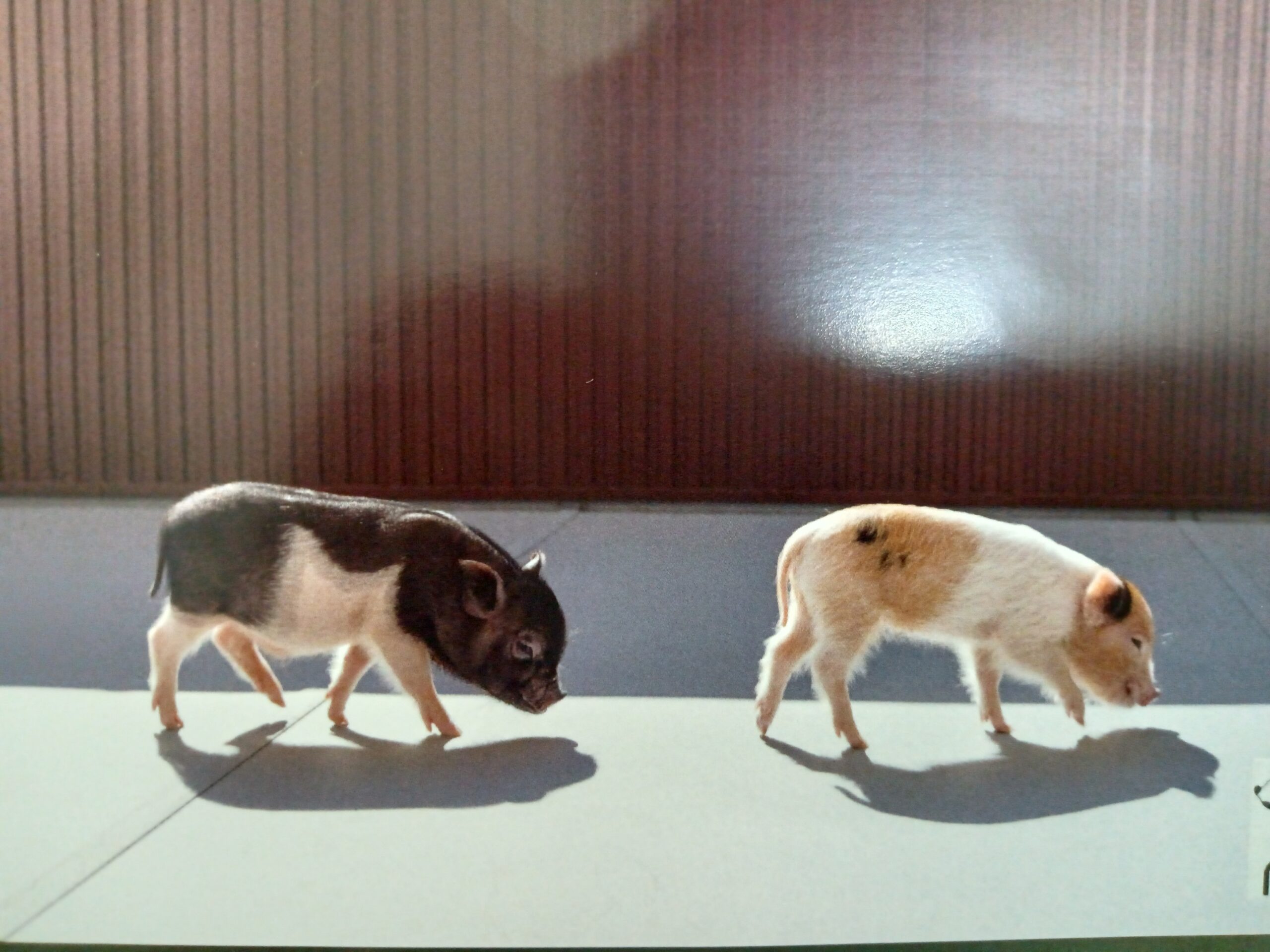 ぶたちゃんカフェに行ってきました！