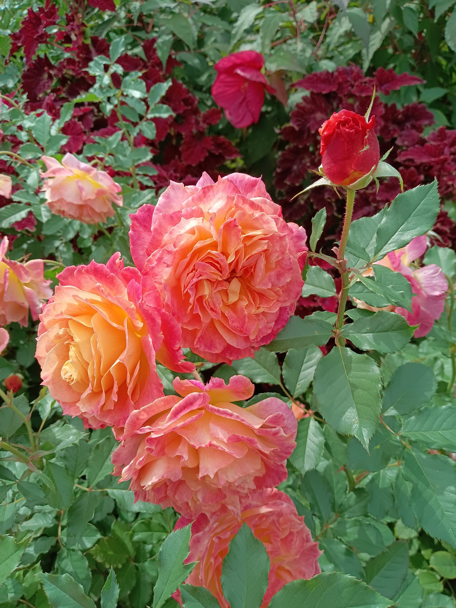 秋バラの季節です🌹