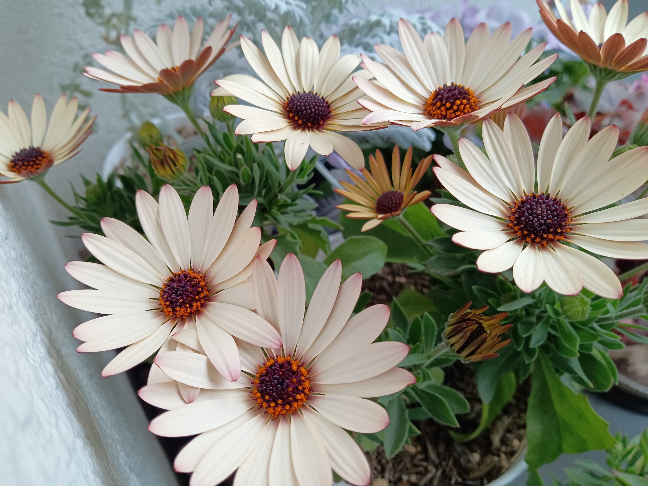観葉植物を楽しむ