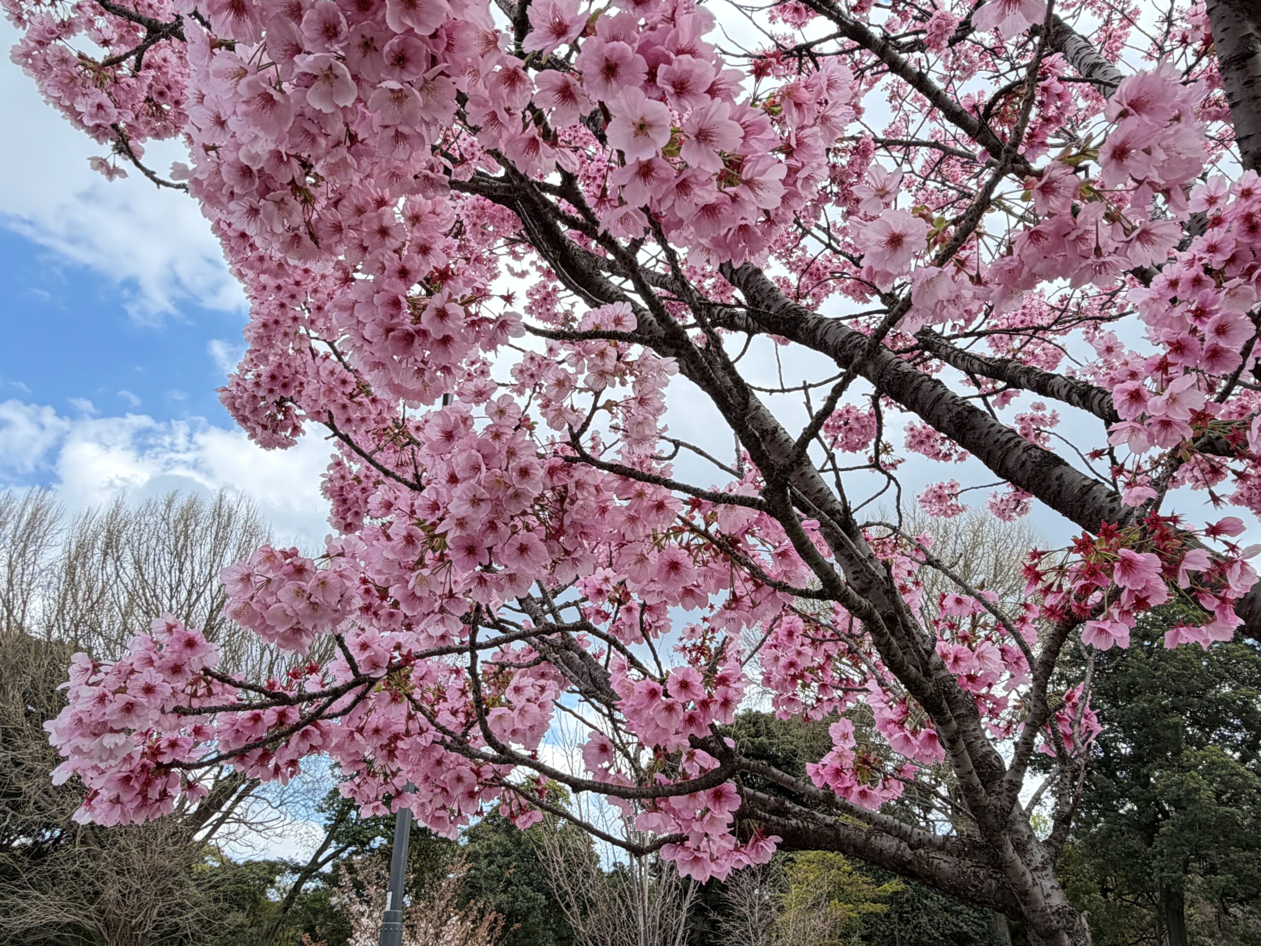春の訪れ🌸