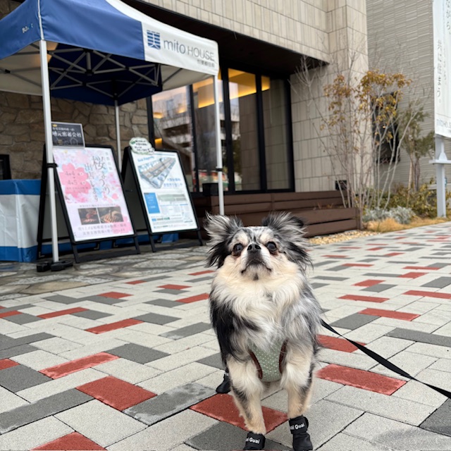 かわいいお友達