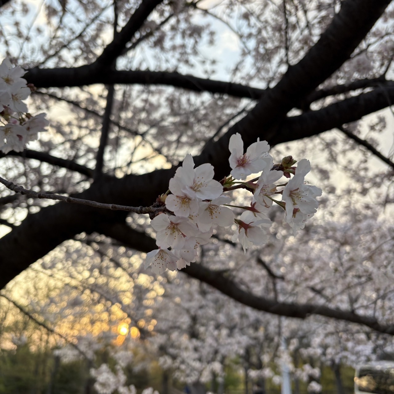 桜祭りが楽しみです🌸