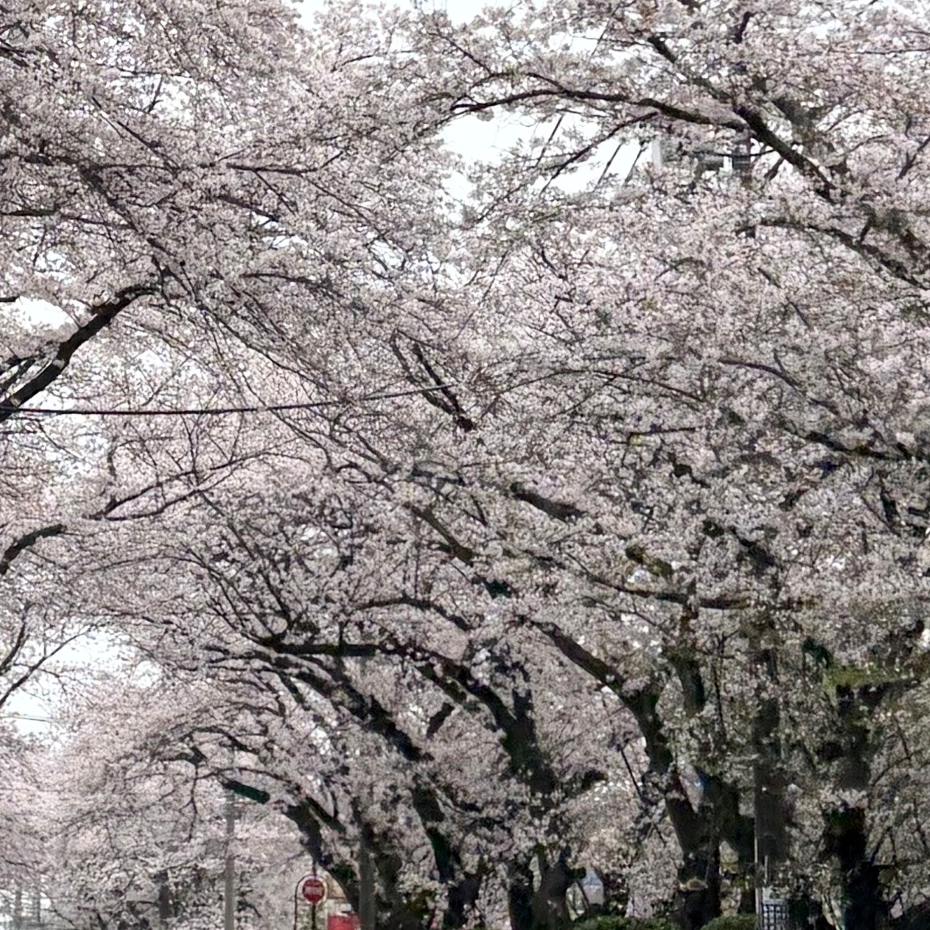 桜まつり開催中🌸