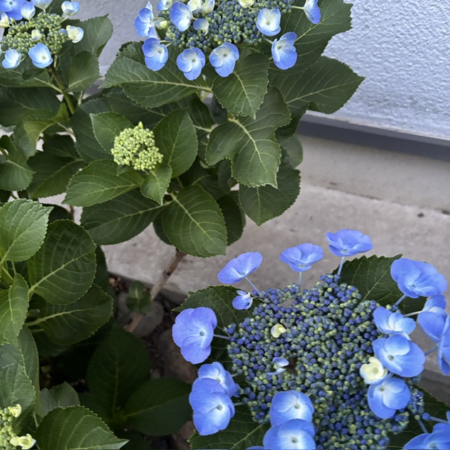 梅雨のおうち時間を彩る植栽