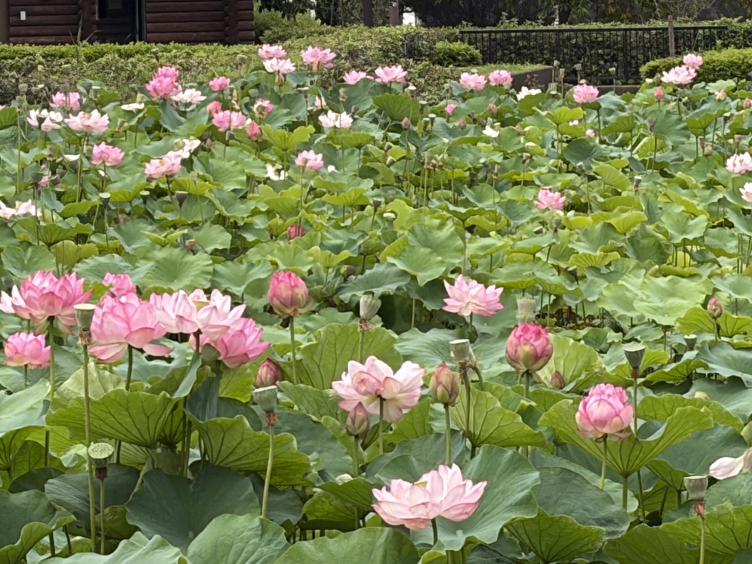 気持ちの良い朝を