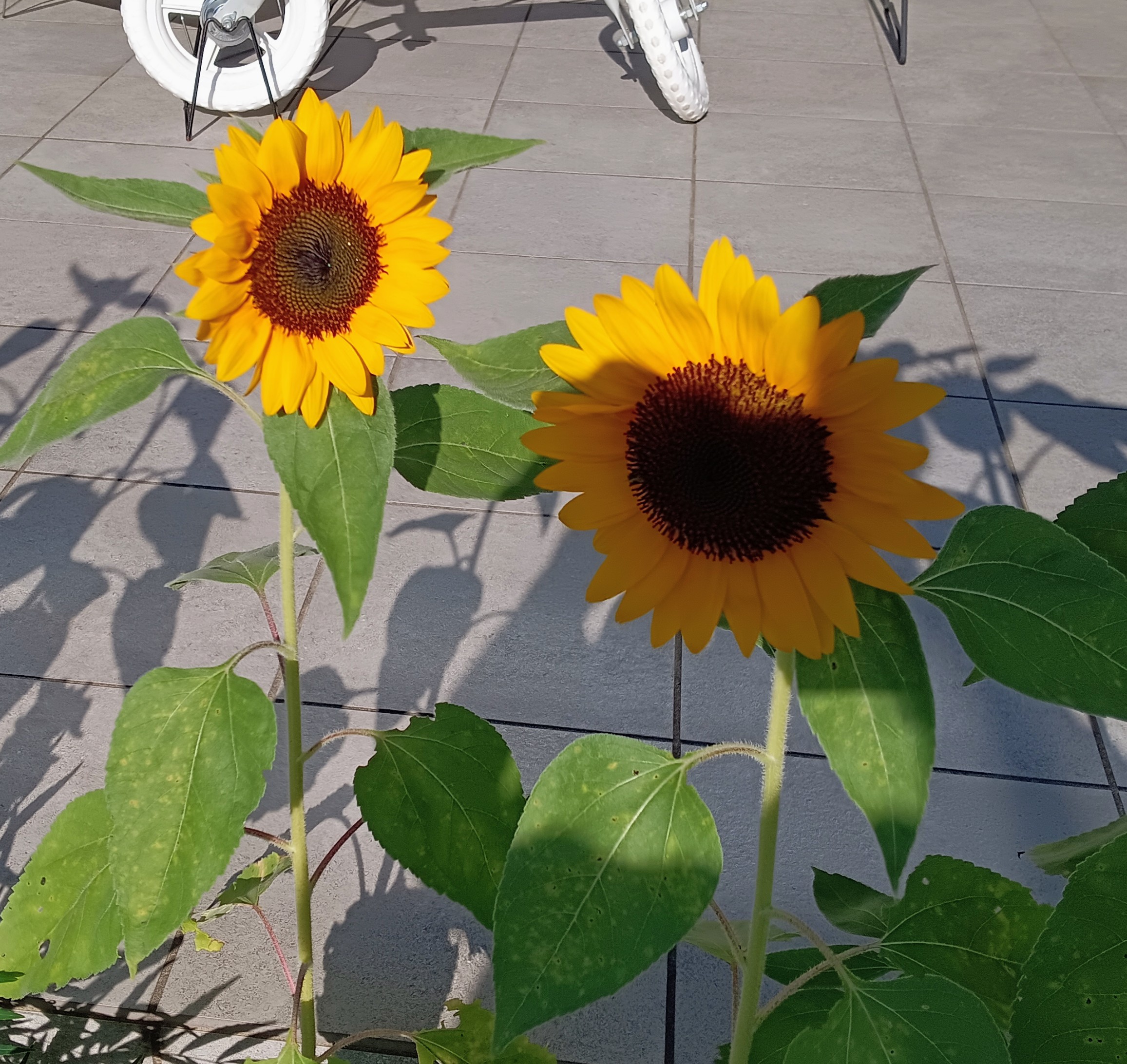 ひまわり咲きました
